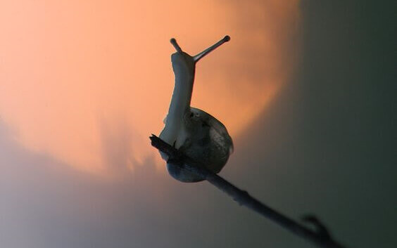 escargot sur une branche