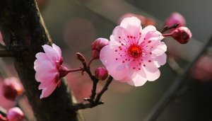 Les 5 clés de la psychologie japonaise