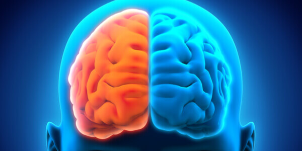 hémisphères du cerveau