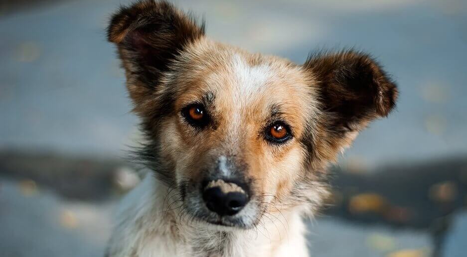 Le petit chien curieux, un très beau conte sur le destin