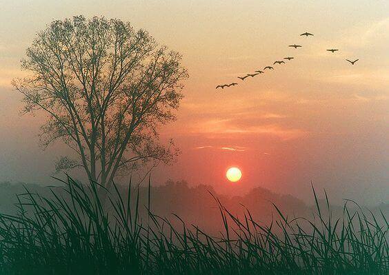paysage au coucher de soleil