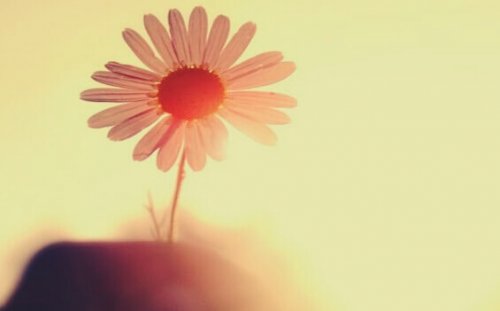 marguerite