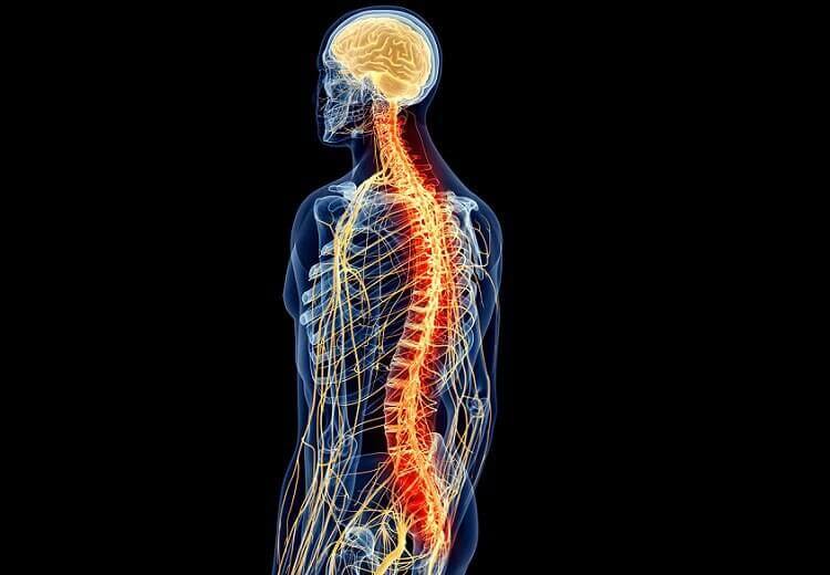 colonne vértébrale