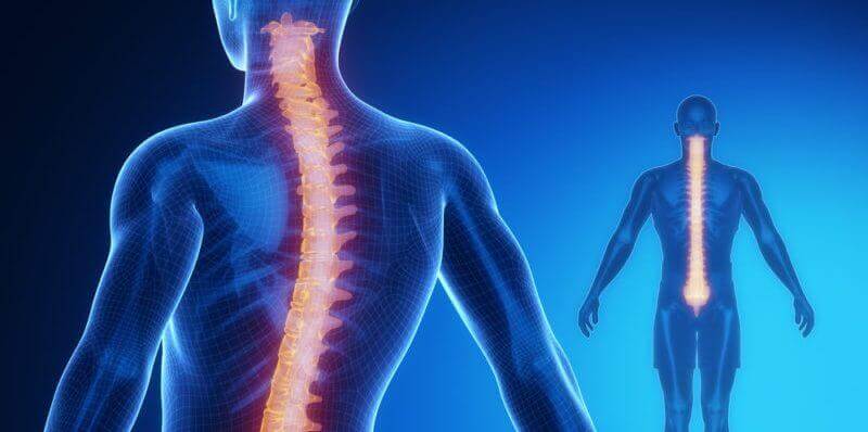 Moelle épinière : anatomie et physiologie
