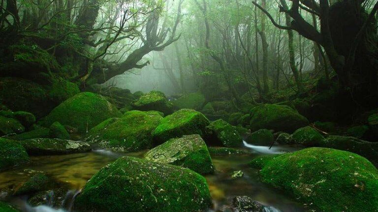 paysage de sous bois