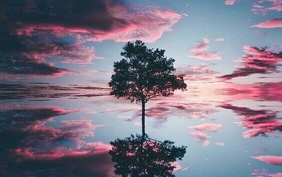 arbre dans le ciel