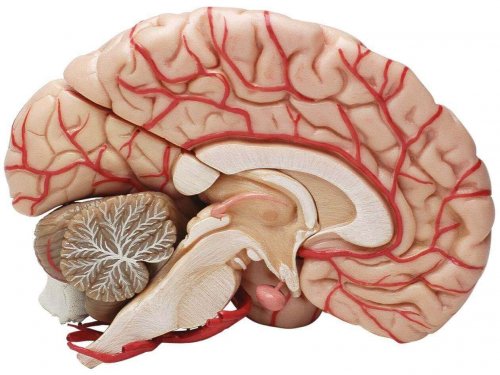 cerveau