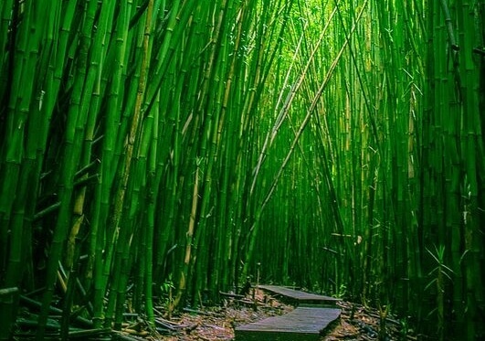 chemin de bambous