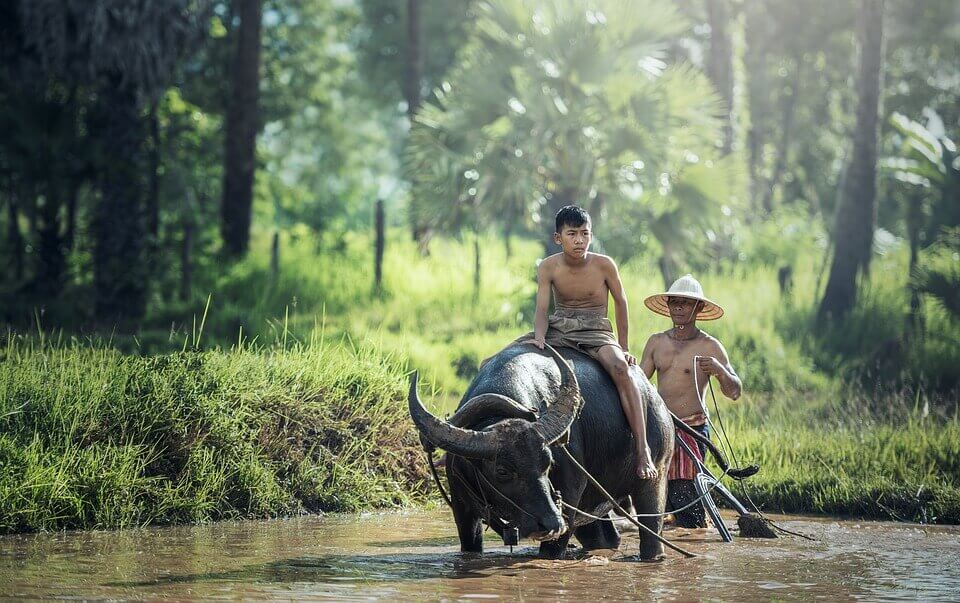 enfant sur un bison