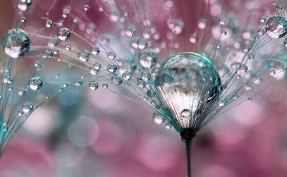 gouttes sur une fleur