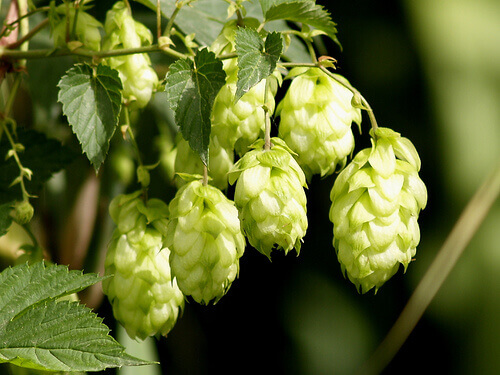 houblon