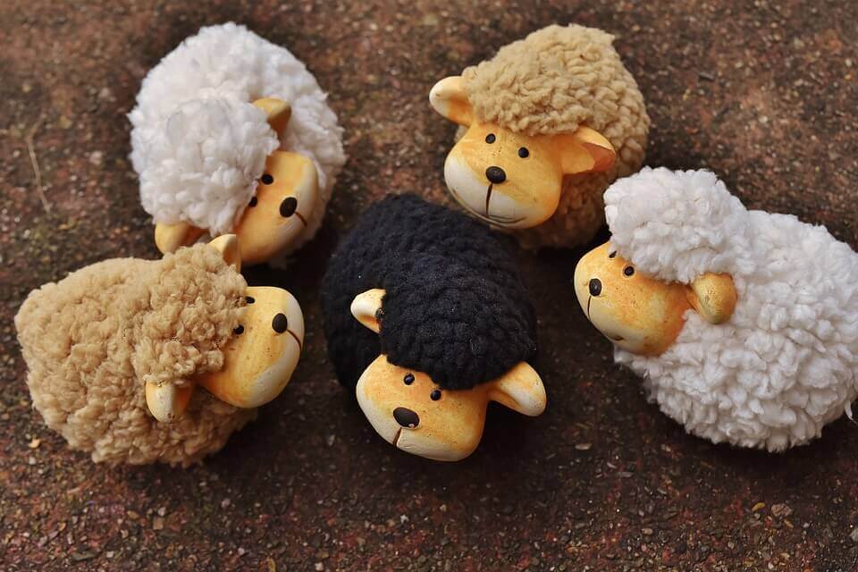 moutons