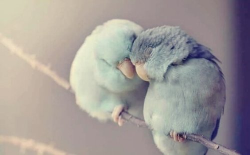 oiseaux