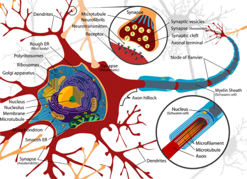 propriétés synapses