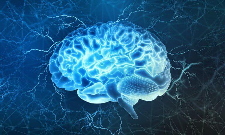 cerveau