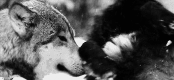 deux loups