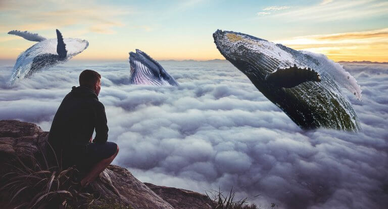 homme regardant des baleines