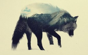 Le loup des steppes, une oeuvre pour réfléchir