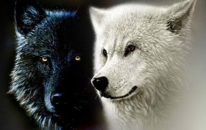 La l gende cherokee des deux loups ou nos forces int rieures Nos