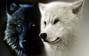 La légende cherokee des deux loups ou nos forces intérieures