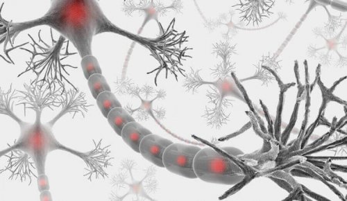 neurones