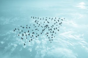 Qu'est-ce que la sélection naturelle ?