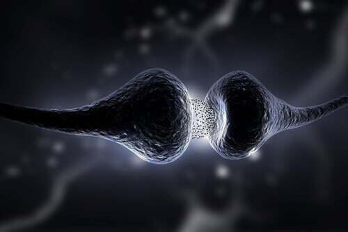 synapse