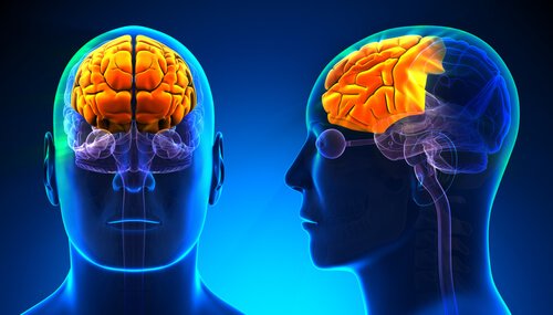 Qu'est-ce que le lobe frontal ?