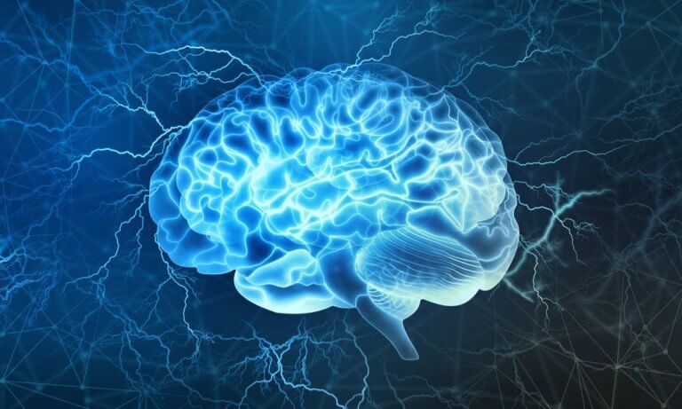 cortex préfrontal 
