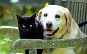 Le deuil de nos animaux de compagnie : 4 clés qui nous aideront