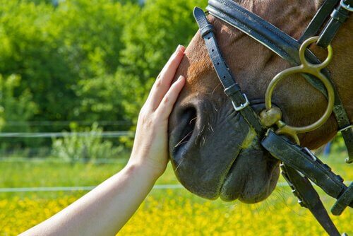 cheval