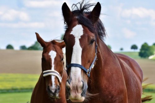 chevaux