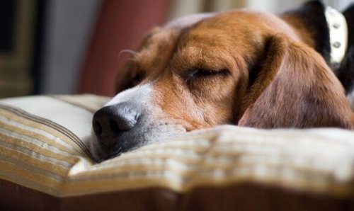 chien endormi