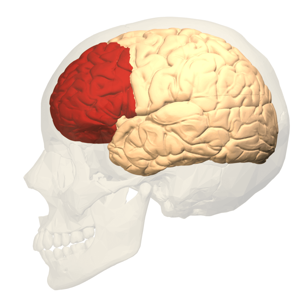 cortex préfrontal et lobe frontal