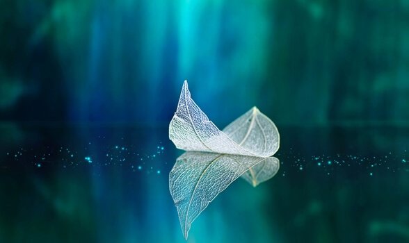 feuille sur l'eau
