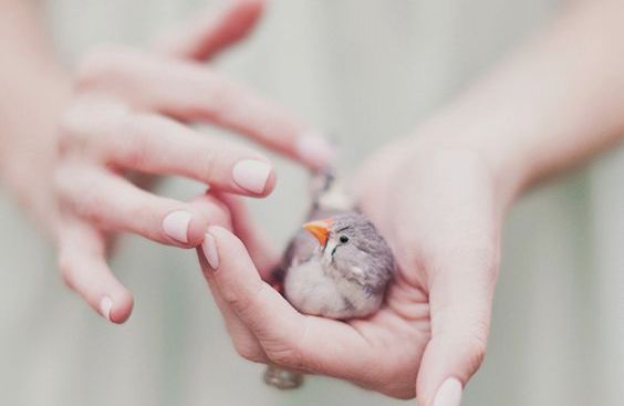 deuil de nos animaux de compagnie