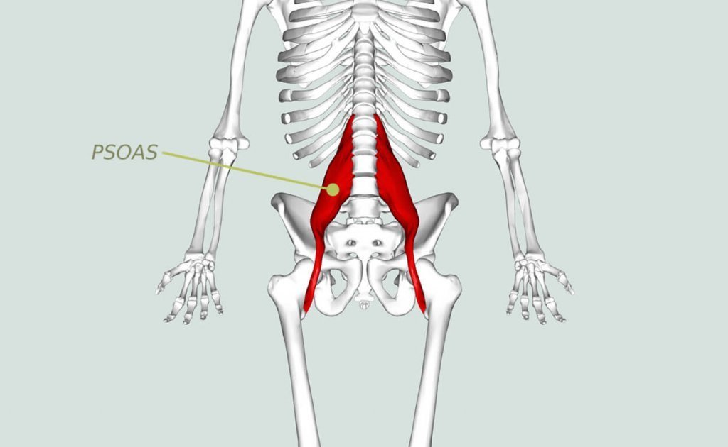 psoas