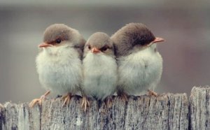 3 types d'amitié selon Aristote