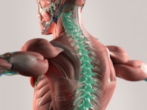 Liquide céphalo-rachidien : le support de notre système nerveux central