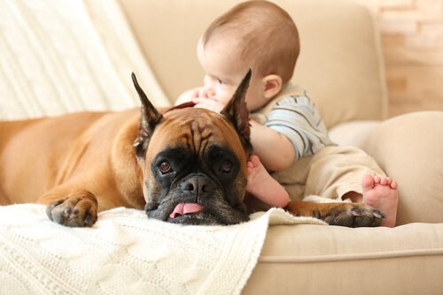 les animaux et les bébés