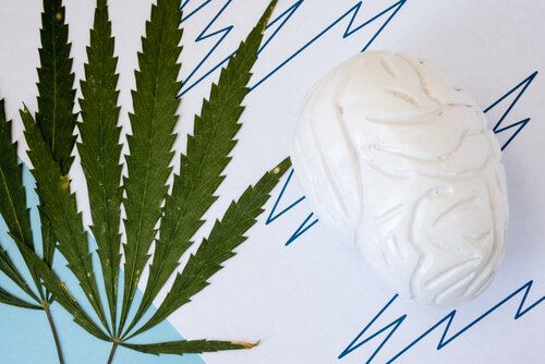 Mythes et vérités sur la consommation de marijuana