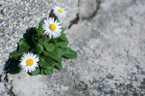 fleurs sur une route représentant l'affrontement de l'adversité