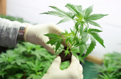 le CBD dans la marijuana