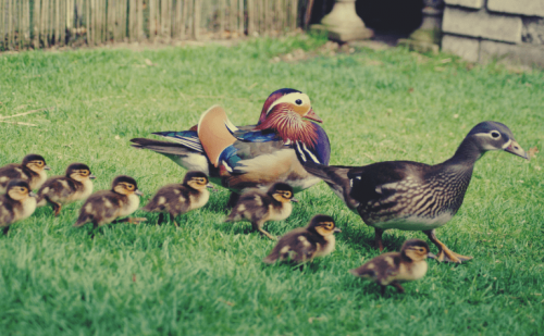 les recherches de Konrad Lorenz