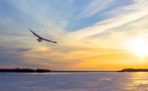Jonathan Livingston le goéland : soyez ce que vous voulez être