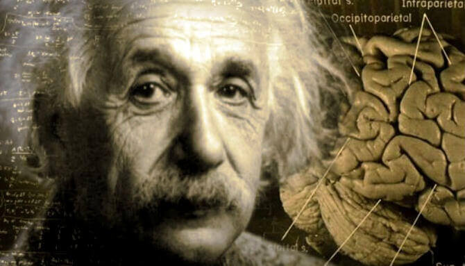 L'incroyable histoire du cerveau d'Albert Einstein