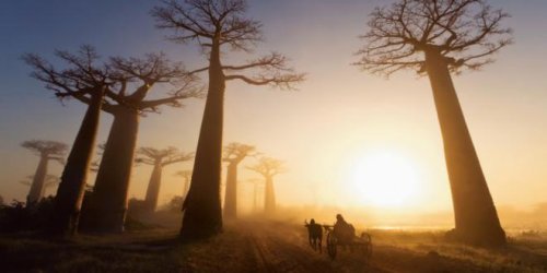baobab dans le cœur