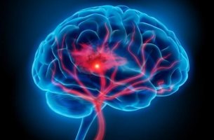 cerveau