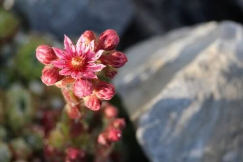 fleur dans les pierres