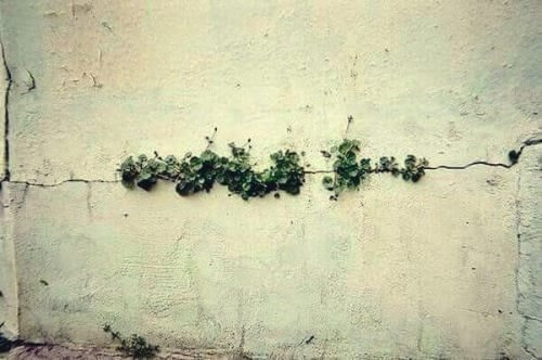 fleurs dans un mur, qui illustrent que nous pouvons tout surmonter